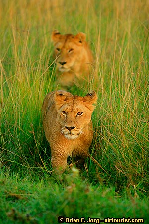 Kenya Safari, Masai Mara Game Park, lions