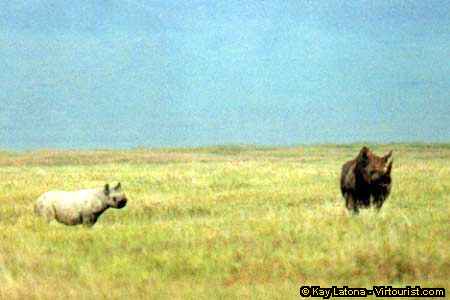 Ngorongoro, White Rhino and Her Baby