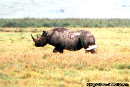 Ngorongoro, White Birds and a Rhino