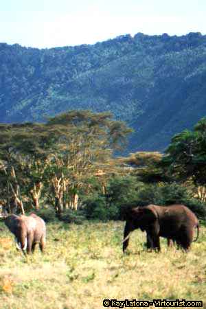 Ngorongoro, Elephants