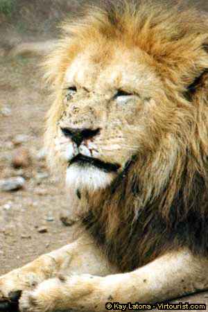 Ngorongoro, Sleepy Guy