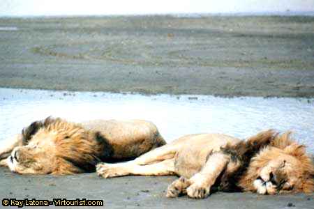 Ngorongoro, Rough Night!  