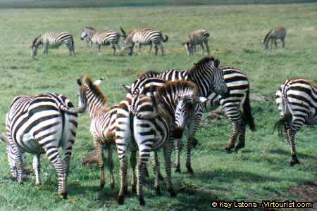 Ngorongoro, Zebra