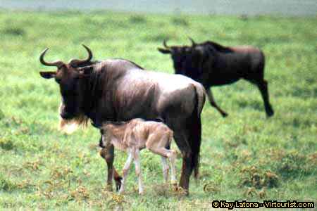 Ngorongoro, Gnu Beard