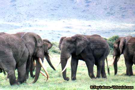 Ngorongoro, Elephant Support Group