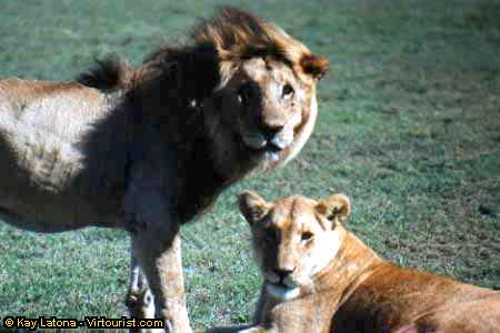 Ngorongoro, A Couple on the Serengeti