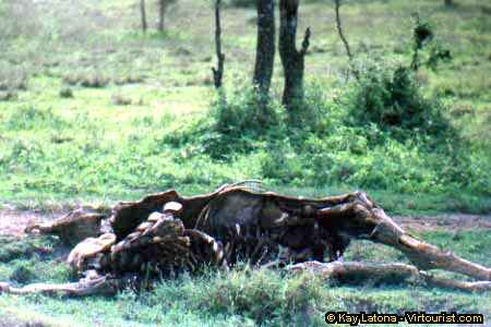 Ngorongoro, Carcass