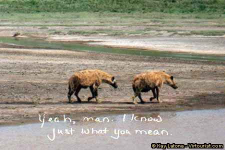 33.- Ngorongoro, Hyena March