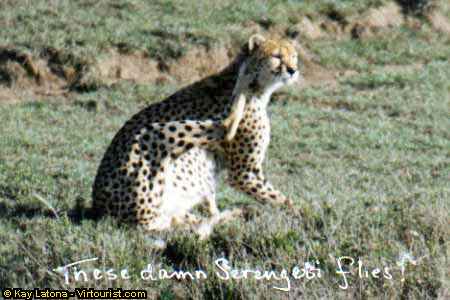 36.-Ngorongoro, Scratch