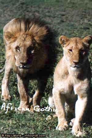 Ngorongoro, African Gothic