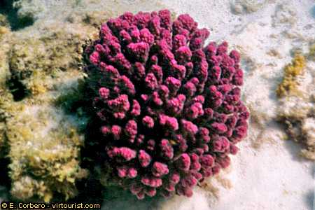 red sea, scuba diving, purple coral