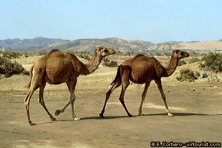 red sea, marsa alam, camels
