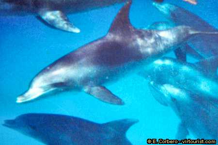 34.- red sea, scuba diving, dolphins