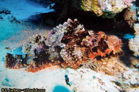 36.-red sea, scuba diving, scorpionfish