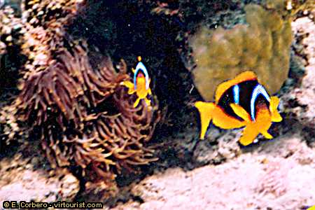 37.- red sea, scuba diving, clownfish