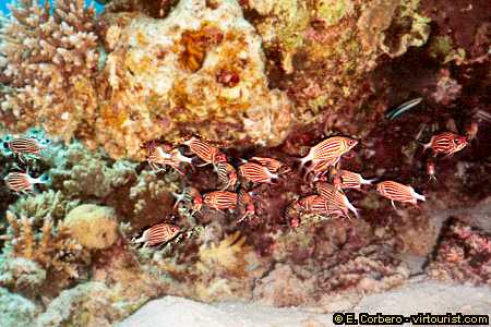 38.- red sea, scuba diving, crown squirrelfishes