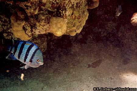 41.- red sea, snorkeling, sergeant major