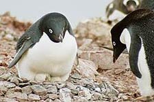 Antarctica Tourist Guide