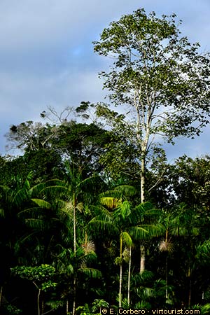 36/37.-Belem, the Amazon River