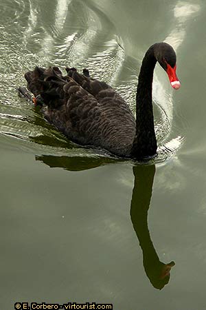 Sao Paulo, in Parque Ibirapuera