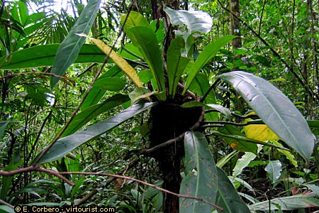 National Park of Corcovado, rainy forest