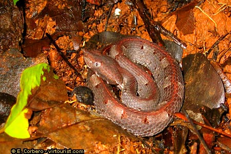 National Park of Corcovado, Eye Lash Viper