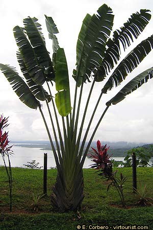 National Park of Corcovado, the Osa Peninsula