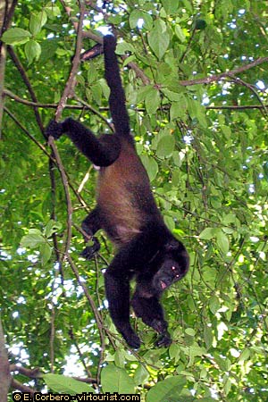 National Park of Manuel Antonio, howler monkey