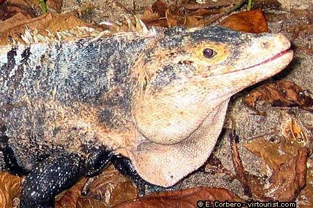 National Park of Manuel Antonio, iguana