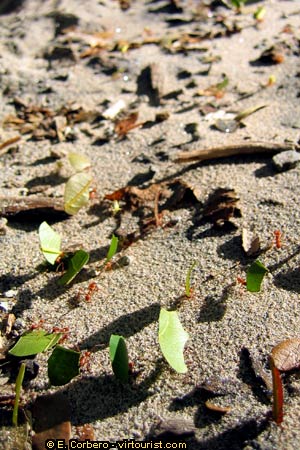 National Park of Manuel Antonio, ants