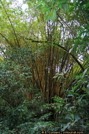 National Park of Manuel Antonio, bamboo tree