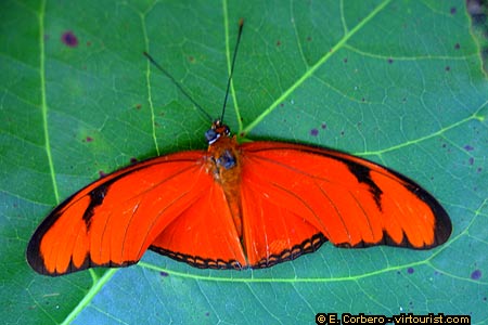 National Park of Manuel Antonio, butterfly