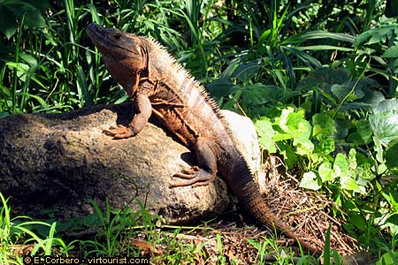 National Park of Manuel Antonio, iguana