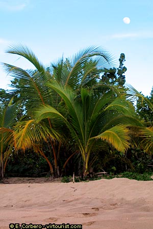 Puerto Viejo, Punta Cocles beach