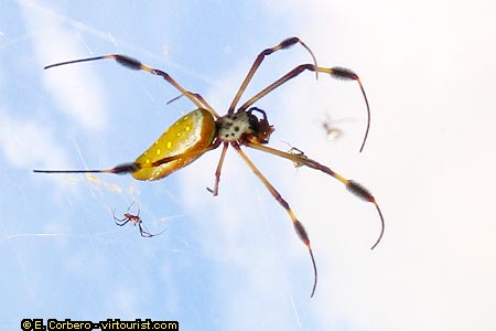 Puerto Viejo, spider