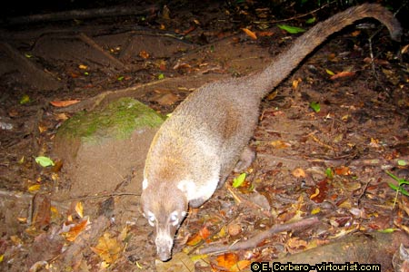 Rincon de la Vieja National Park, coati