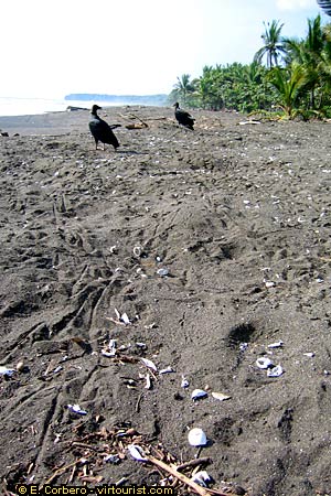 Ostional, turtle eggs