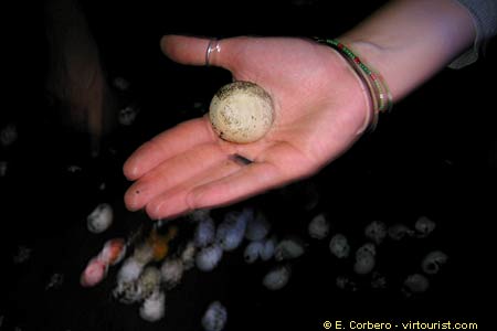 Ostional, turtle egg