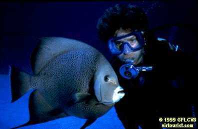 Fort Lauderdale, Fish underwater