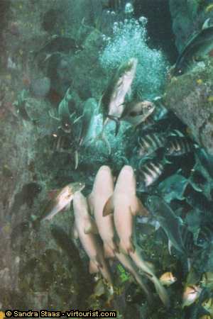 Charleston, Sharks