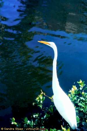 45/50.- Hilton Head, Egret2