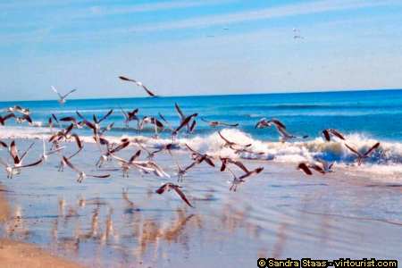 49/50.- Hilton Head Island, Seagulls