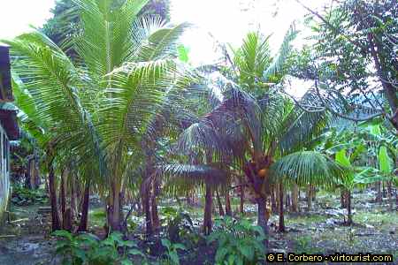 Chukka Cove Farm, palm trees