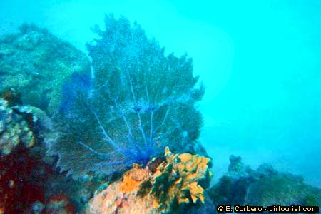 40/50.- Runaway Bay, snorkeling