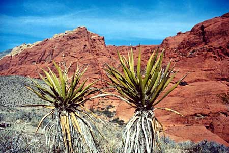 Red Rock Canyon