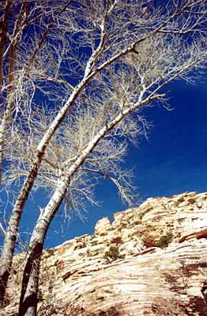 Red Rock Canyon, Tree