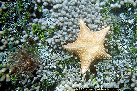 Bocas del Toro, star fish