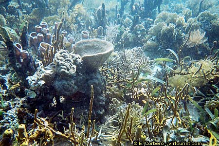 Bocas del Toro, coral reef in Zapatilla Island