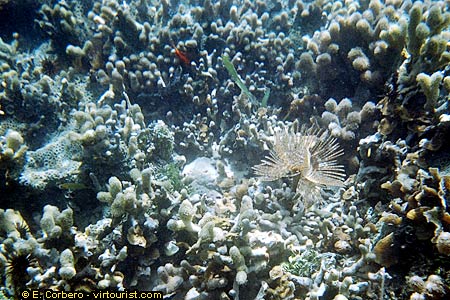 Bocas del Toro, Zapatilla Island coral reef