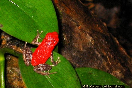 Bocas del Toro, red frog